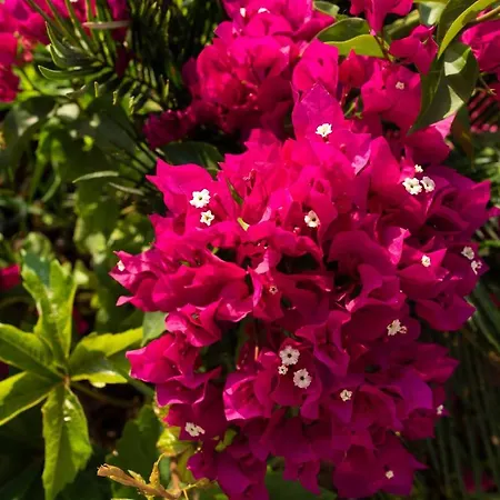 The Diplomat Szálloda