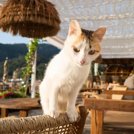 Szálloda The Diplomat Turunc