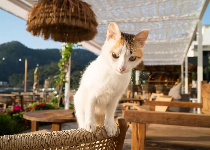 Otel The Diplomat Turunç